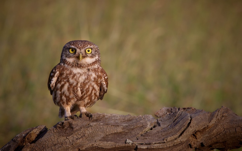 Birds_Bulgaria_F_Dunst_CR5_8138