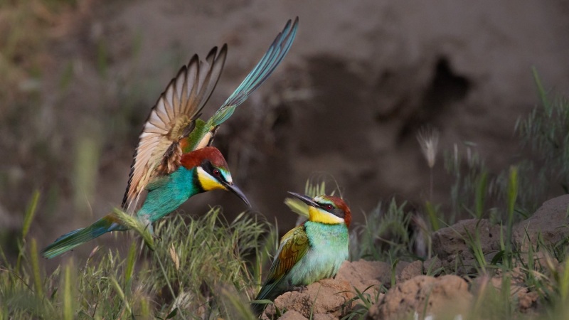 Birds_Bulgaria_F_Dunst_CR5_8460