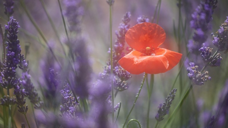 france_provence_camargue_005