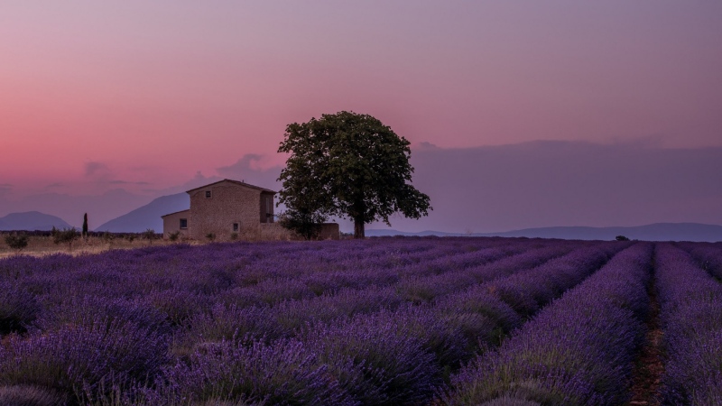 france_provence_camargue_010