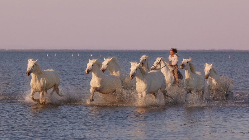 france_provence_camargue_011