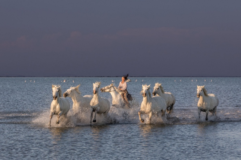 france_provence_camargue_012