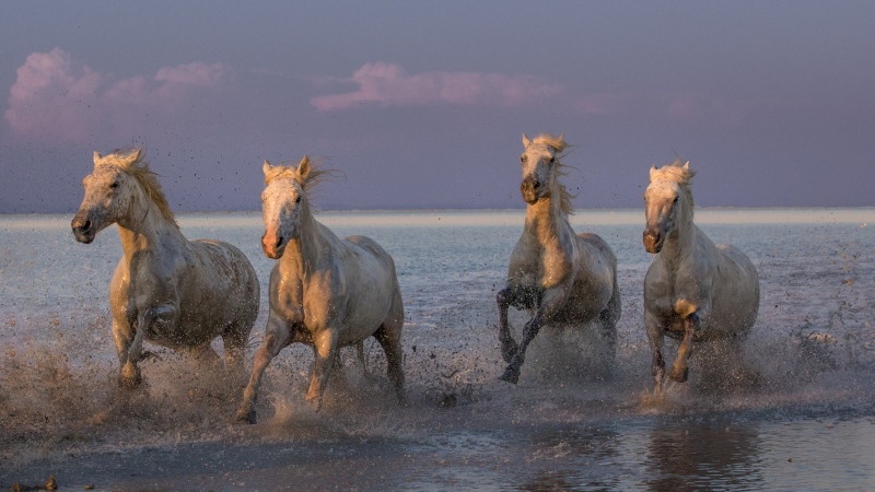 france_provence_camargue_016