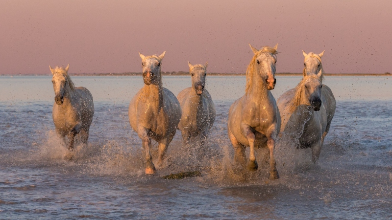 france_provence_camargue_018