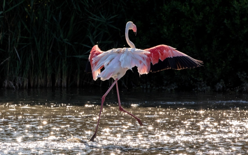 france_provence_camargue_022