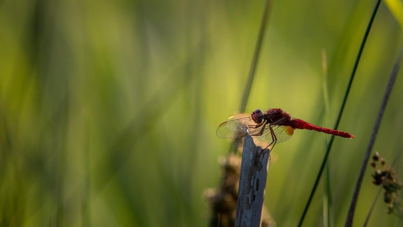 france_provence_camargue_023