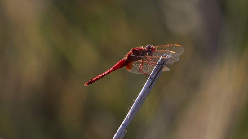 france_provence_camargue_024