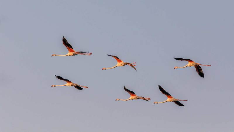 france_provence_camargue_026