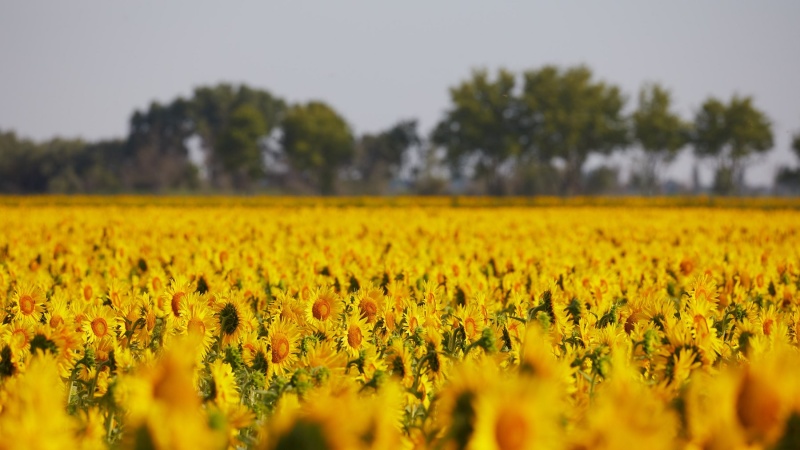 france_provence_camargue_033