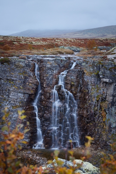 Norway, Muskox, Rentier