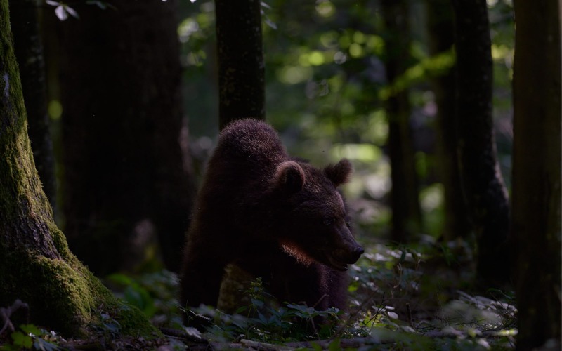 slovenia_bear_004