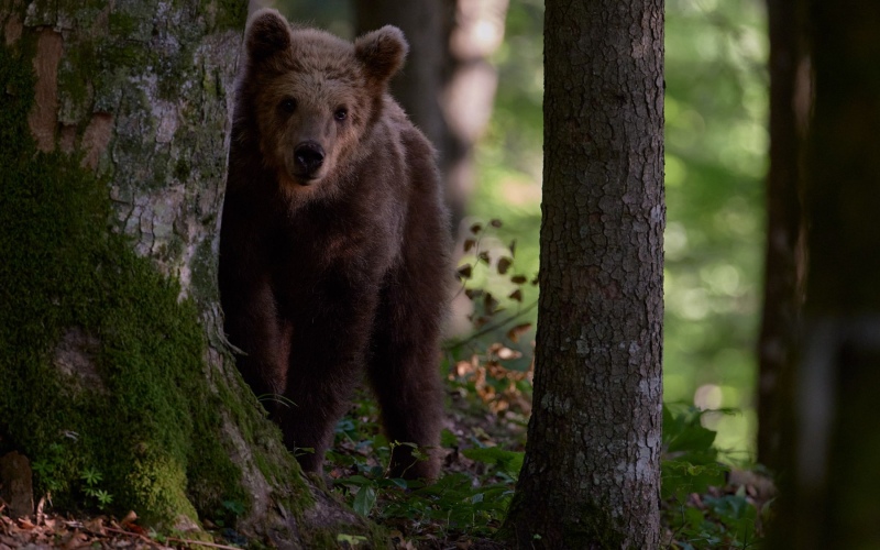 slovenia_bear_006