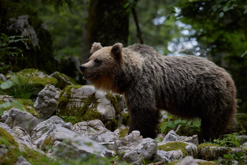 slovenia_bear_014