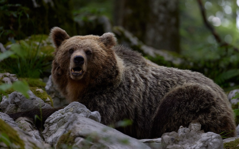 slovenia_bear_015