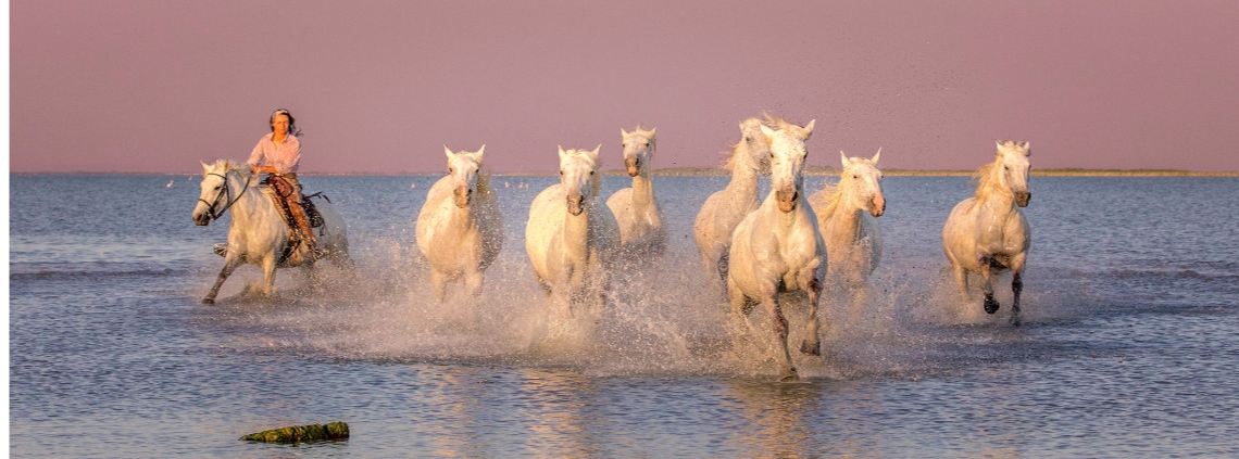 france, provence, horses, camargue,