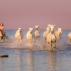 france, provence, horses, camargue,